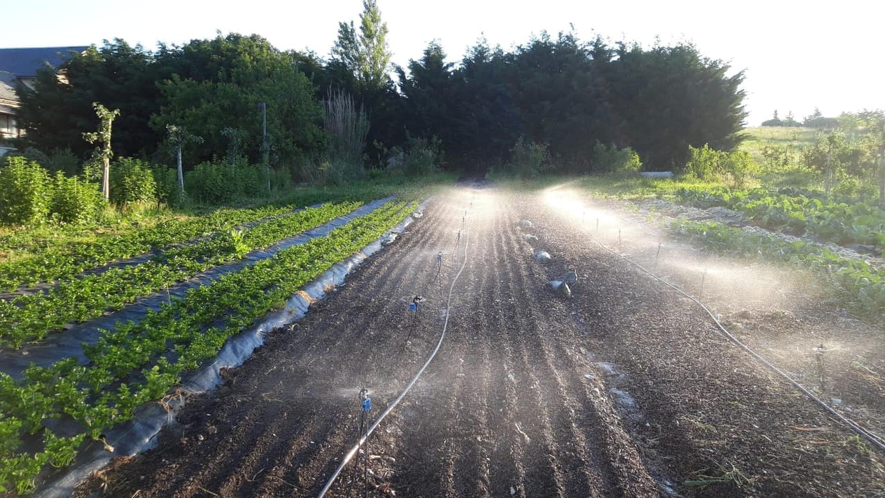 Vue d'ensemble du potager bio-intensif des Jardins de la Valette en été, avec irrigation et paillage